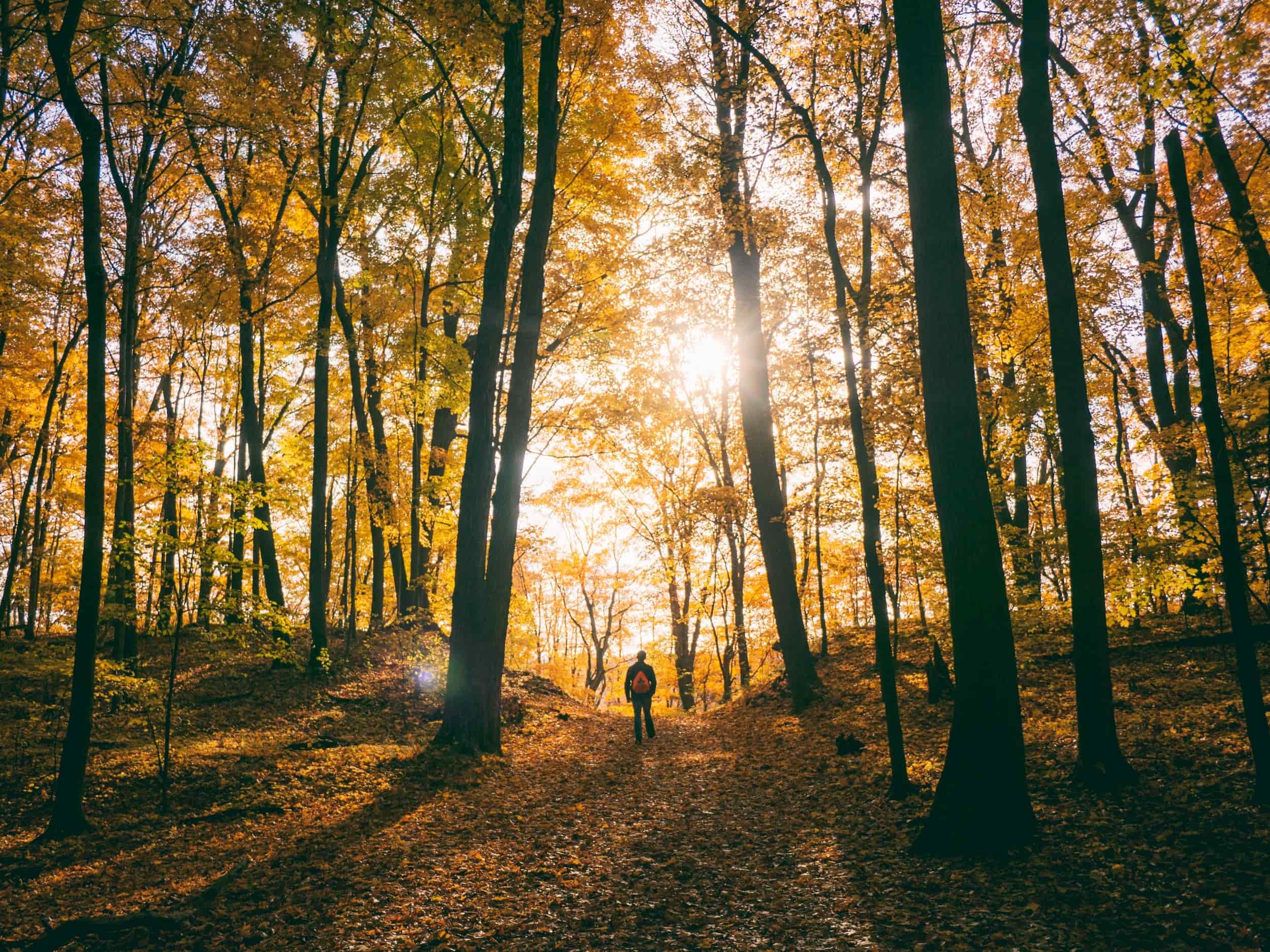 Mann läuft durch herbstlichen Wald